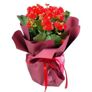 Kalanchoe Rosie