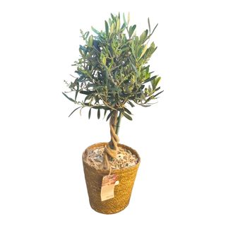 Olea europaea (Măslin)