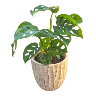 Monstera