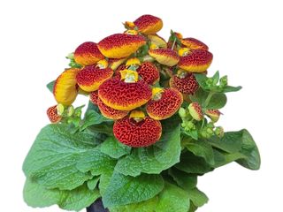 Calceolaria ( Papucul Doamnei)