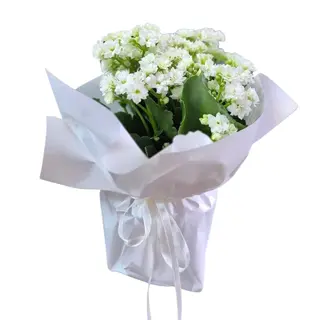Kalanchoe Alba