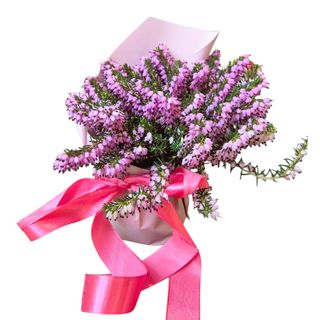 Erika (Erica gracilis)