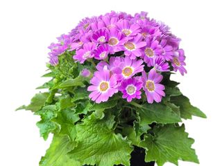 Cineraria
