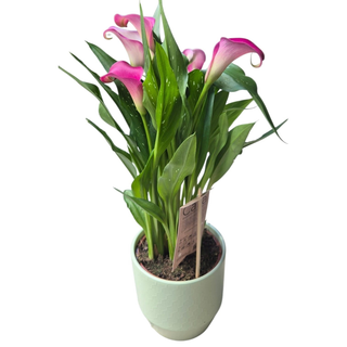 Calla roz în ghiveci