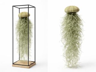 Tillandsia (Spanish Moss)