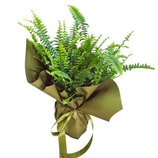 Ferigă (Nephrolepis exaltata)