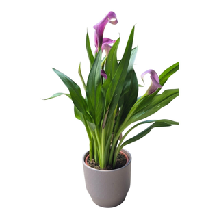 Calla Mov in ghiveci
