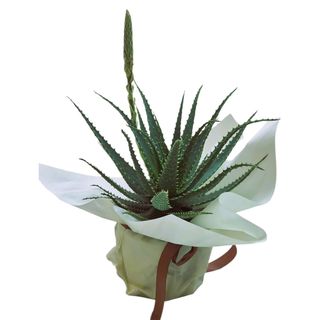 Aloe
