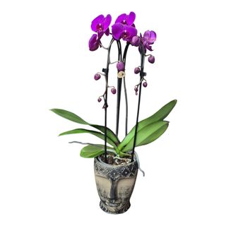 Orhidee Phalaenopsis mov