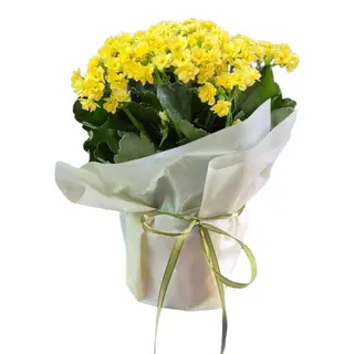 Kalanchoe Galbena