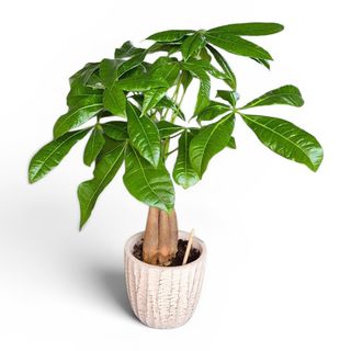 PACHIRA ( copacul banilor)