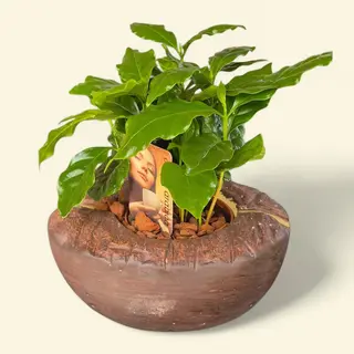 Arbore cafea arabica