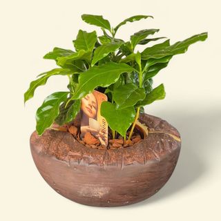 Arbore cafea arabica
