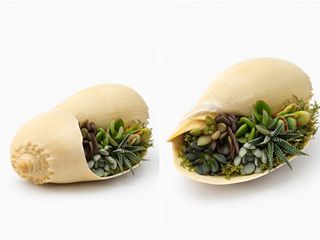 Aranjament cu suculente în scoică naturală