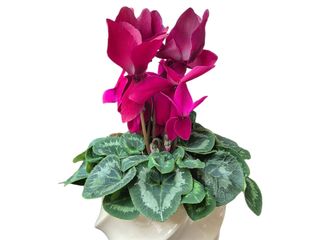 Cyclamen