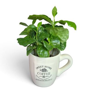 Arbore cafea arabica