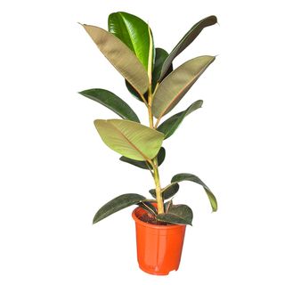 Ficus elastica (Cauciuc)