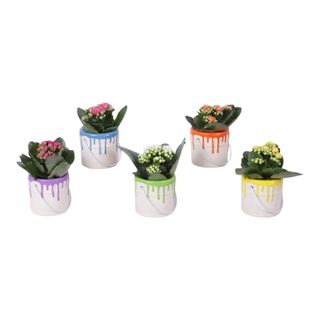 Kalanchoe mini in vas colorat