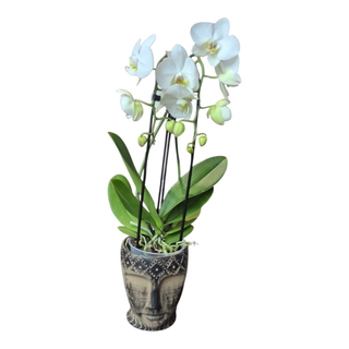 Orhidee Phalaenopsis alb