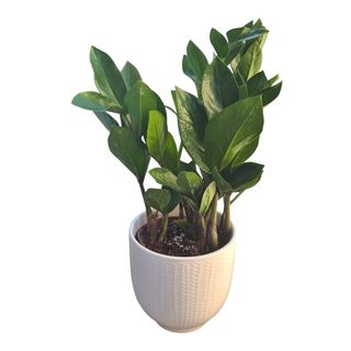 Zamioculcas cu vas ceramic