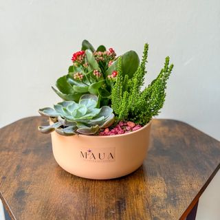 Mini Garden - aranjament plante 