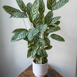 Planta Calathea