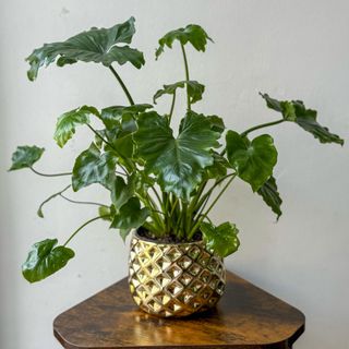 Planta Philodendron 