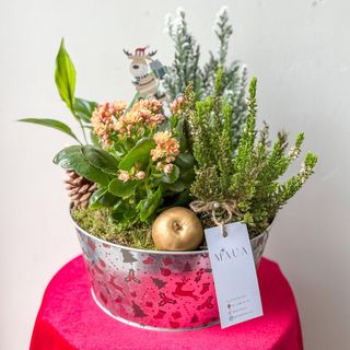 Christmas Joy - aranjament plante 