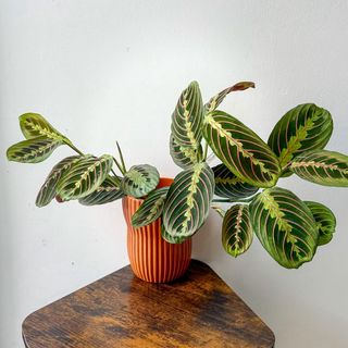 Planta Maranta