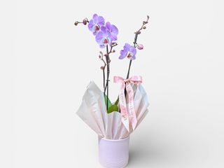 Planta Orhidee Phalaeonopsis 2 tije