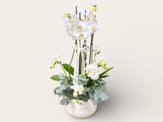 Aranjament orhidee alba Phalaeonopsis