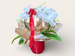 Planta orhidee Phalaeonopsis arcuita