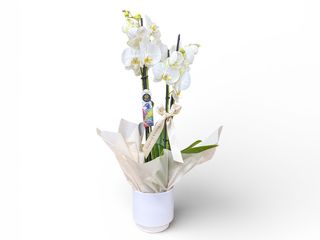 Planta orhidee Phalaeonopsis 4 tije alba