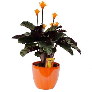 Calathea Crocata