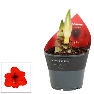 Crin De Camera Bulb In Ghiveci - Amaryllis