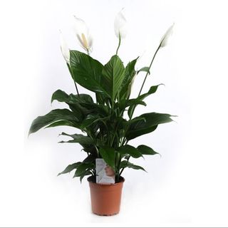 Crinul Păcii (Spathiphyllum Wallisii - Purifica Aerul)