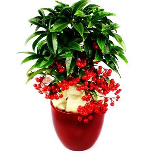 Ardisia In Ghiveci Ceramic