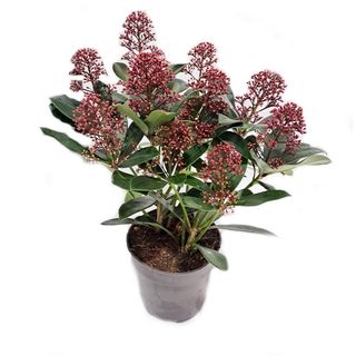 Liliac japonez Mini (Skimmia japonica Rubella)