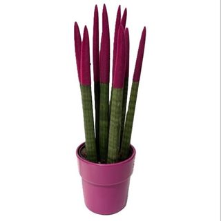 Sansevieria cylindrica cu frunze colorate h 40
