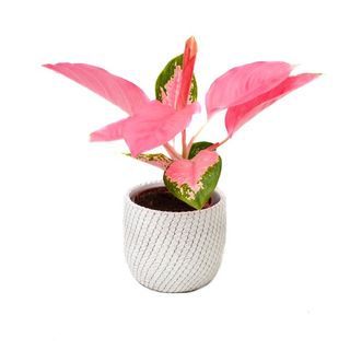 Aglaonema Pink