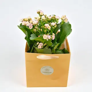Kalanchoe roz