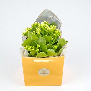 Kalanchoe alba 