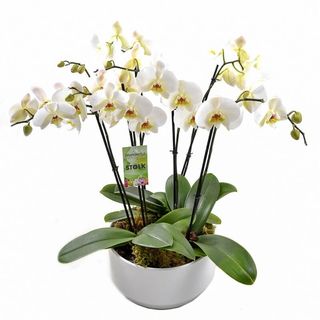 Aranjament in vas ceramic cu Phalaenopsis