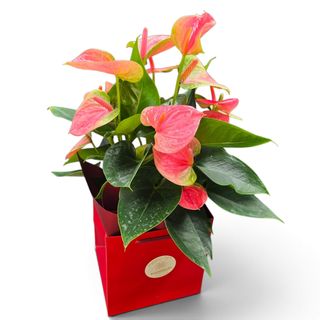 Anthurium roz mediu