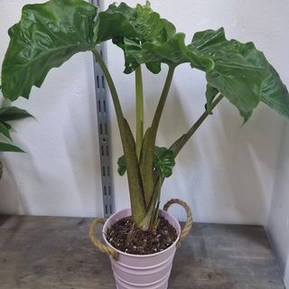 Alocasia
