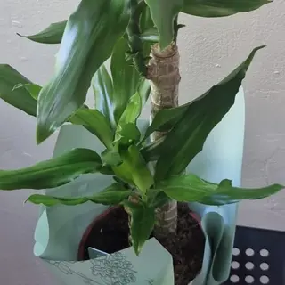 Dracaena fragances