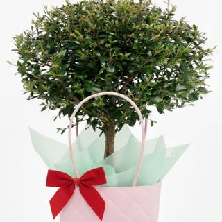 Bonsai-Arbore de Mirt