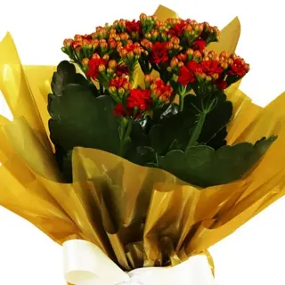 Kalanchoe colorate