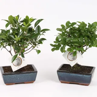 Bonsai diverse modele 