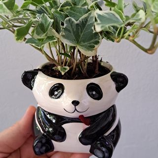 Cuty Panda